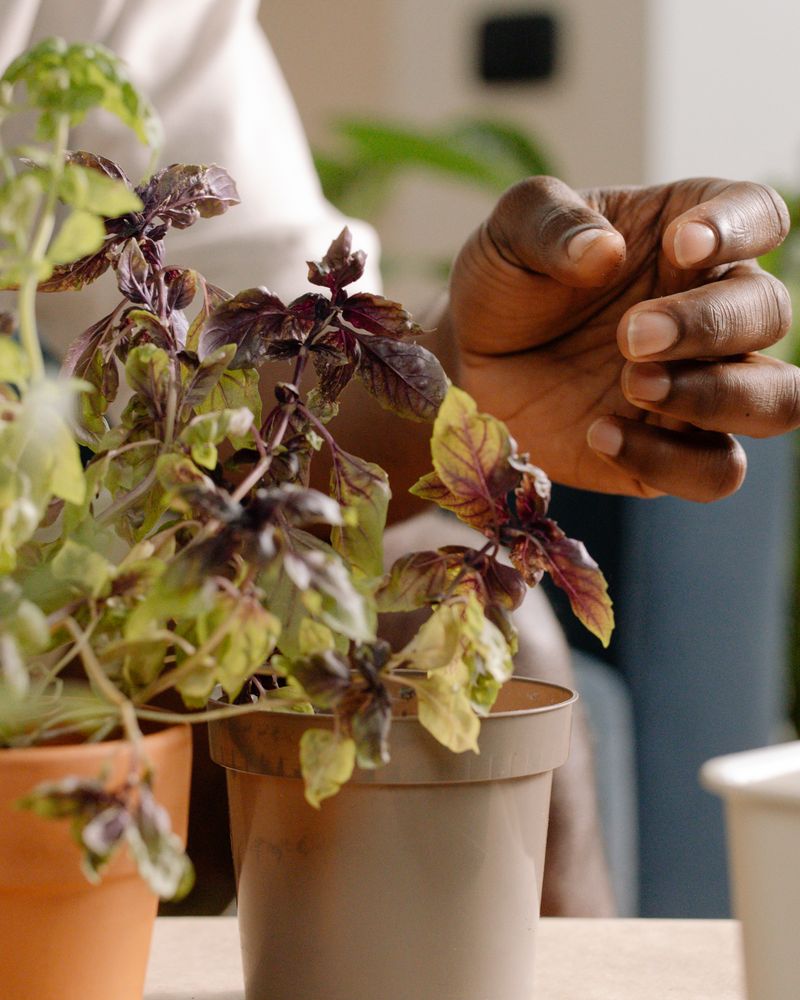 Organic Products