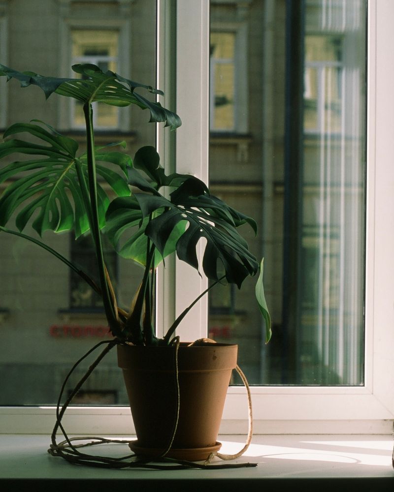 Plants