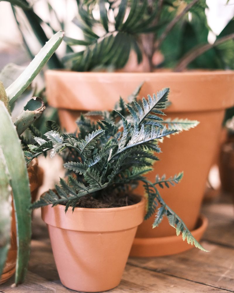 Pots & Planters
