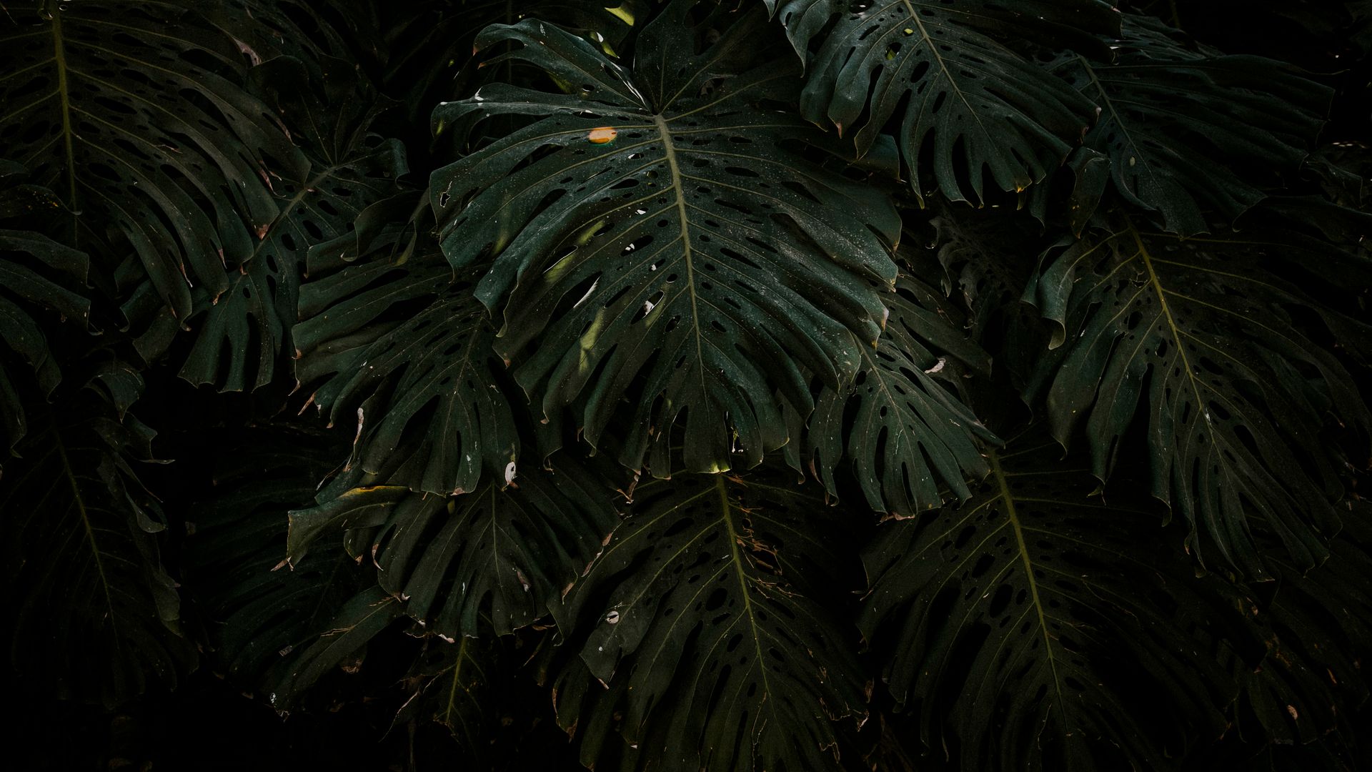 Monstera leaves in a plant nursery